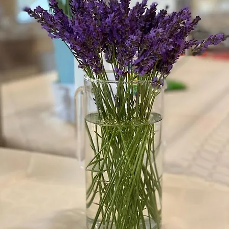 فندق Plamena Palace