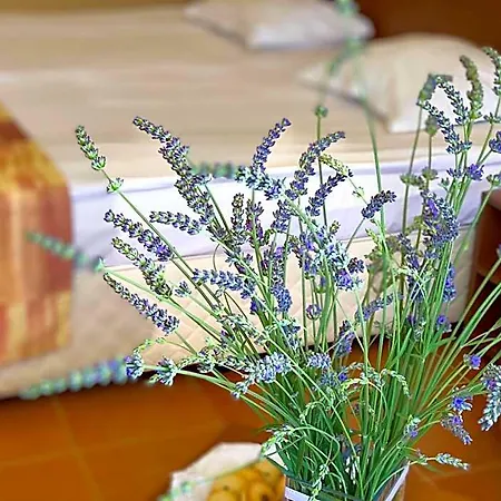 מלון Plamena Palace