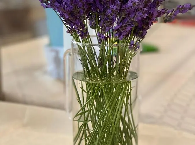 Ξενοδοχείο Plamena Palace